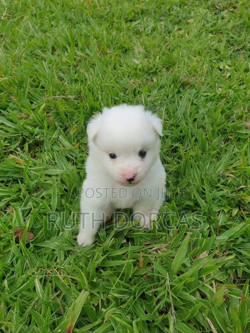 1-3 months Female Purebred Japanese Spitz