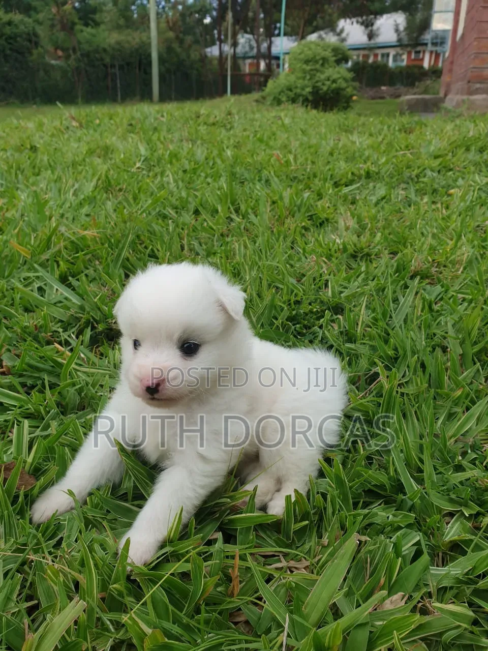 1-3 months Female Purebred Japanese Spitz
