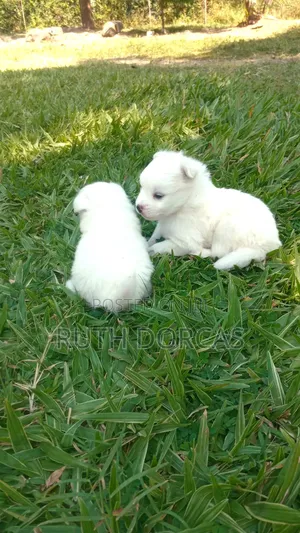 1-3 months Female Purebred Japanese Spitz