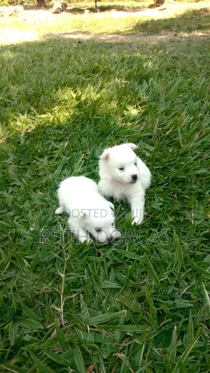 1-3 months Female Purebred Japanese Spitz