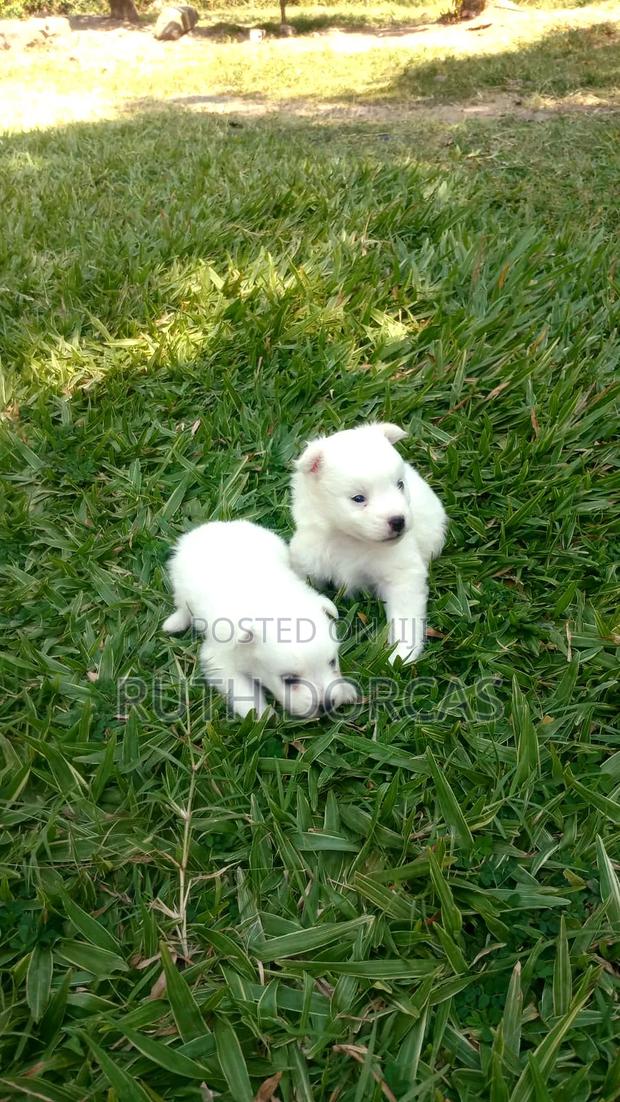 1-3 months Female Purebred Japanese Spitz - thumbnail 4