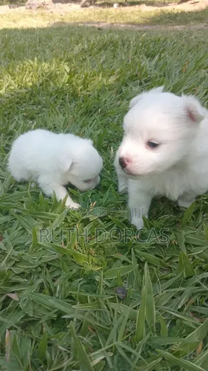 1-3 months Female Purebred Japanese Spitz
