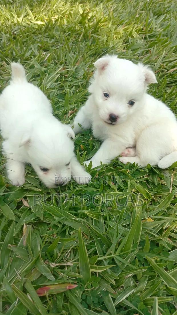 1-3 months Female Purebred Japanese Spitz - thumbnail 6