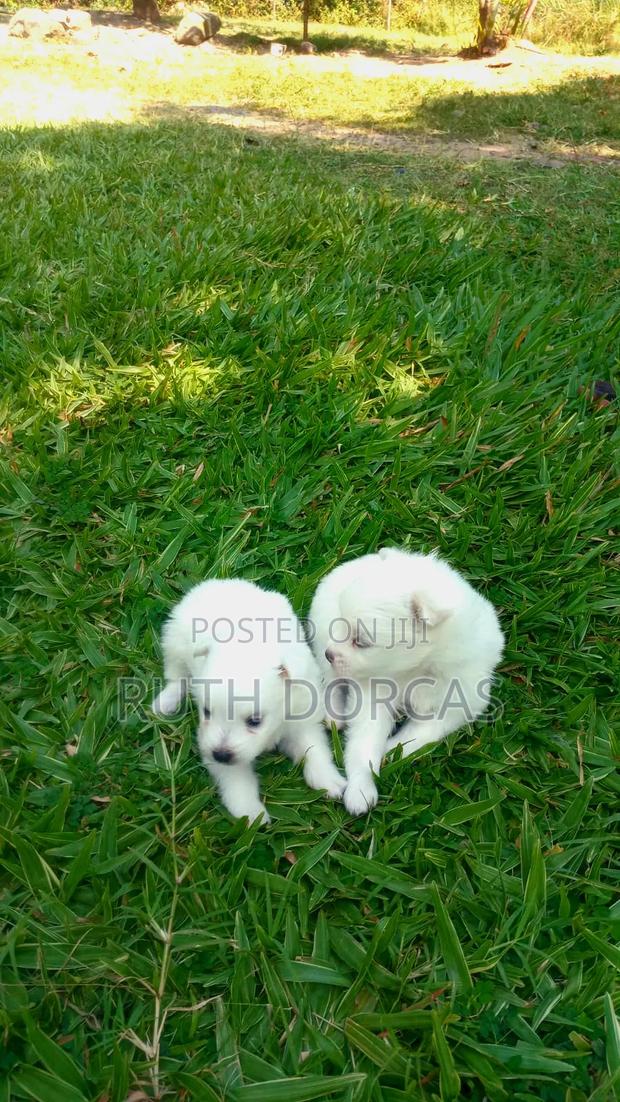 1-3 months Female Purebred Japanese Spitz - thumbnail 7