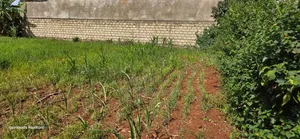 Prime Commercial Plot for Sale in Kimumu Ndovu in Eldoret
