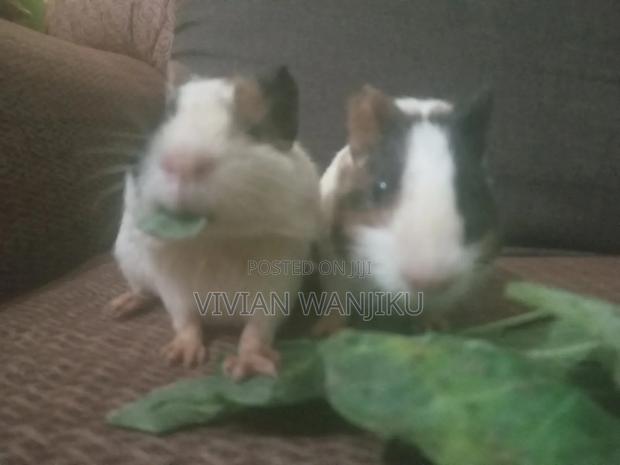 Available Guinea Pigs