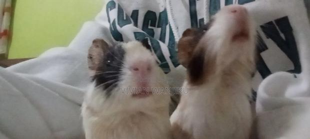 Available Guinea Pigs - thumbnail 2