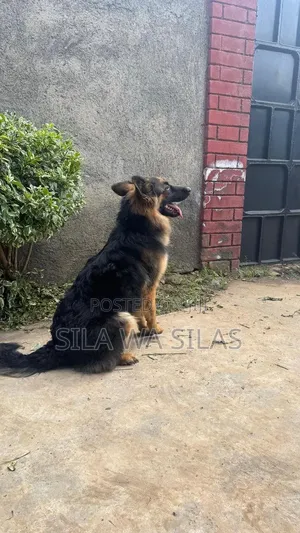 6-12 months Male Purebred German Shepherd