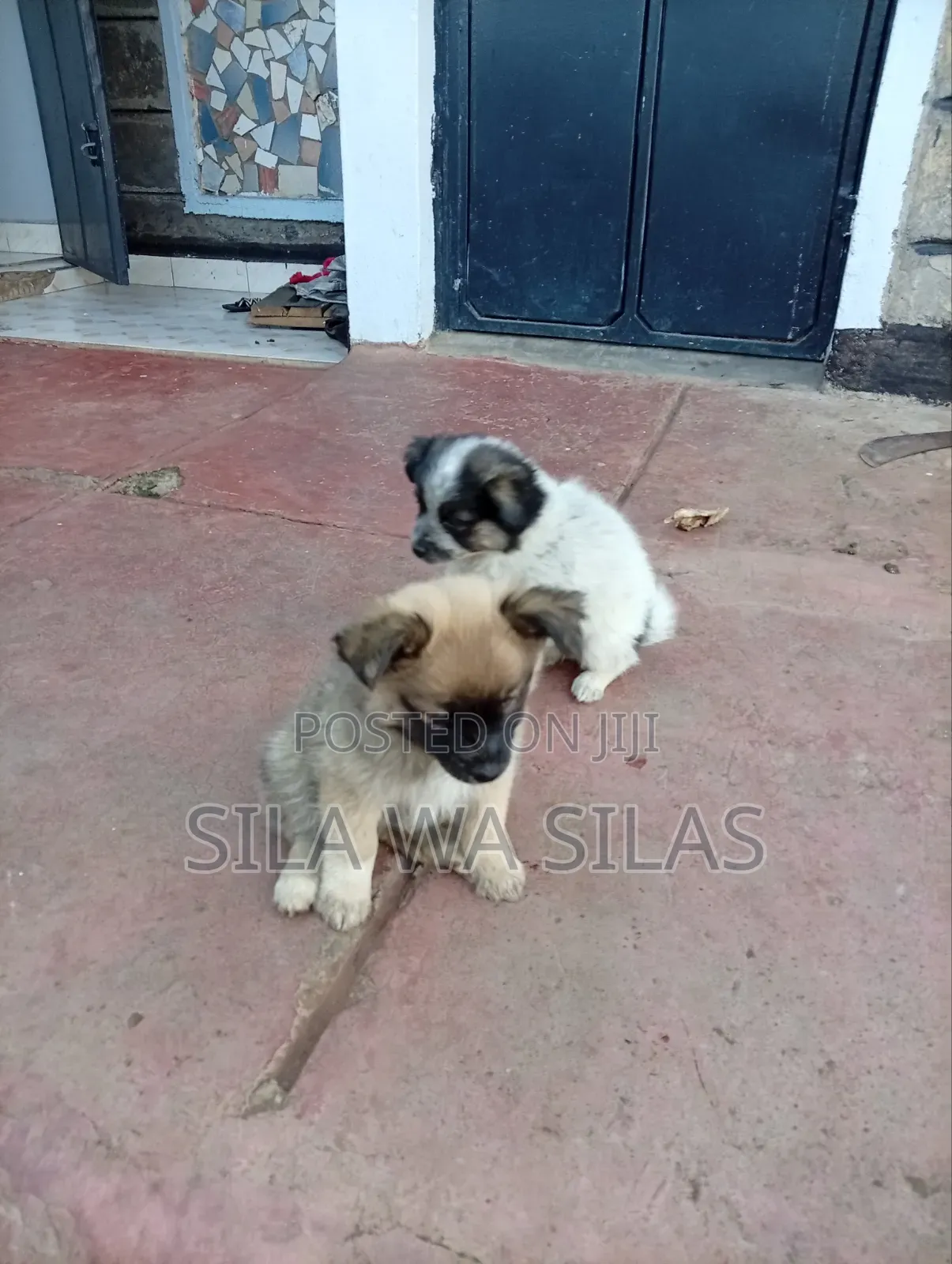 1-3 months Female Purebred Japanese Spitz