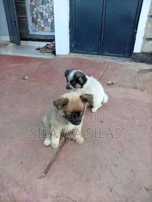 1-3 months Female Purebred Japanese Spitz