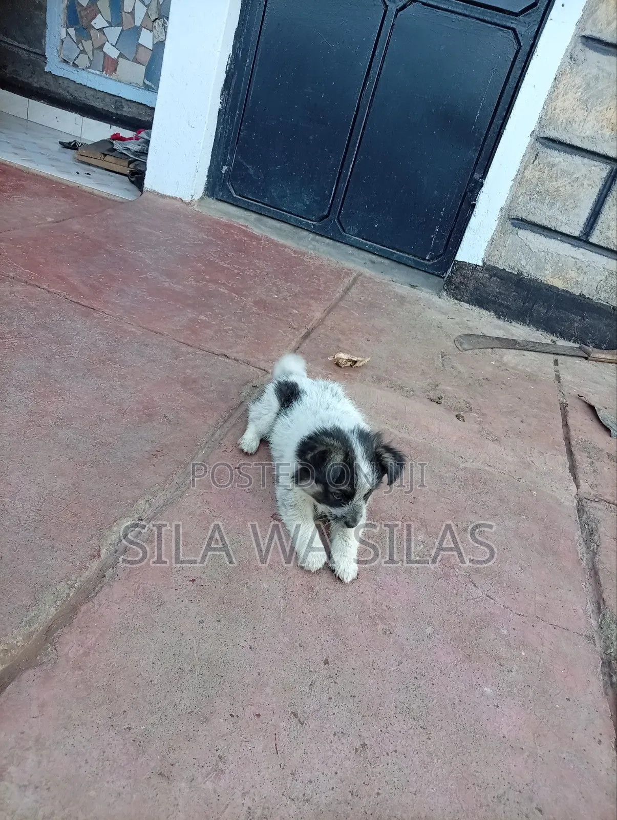 1-3 months Female Purebred Japanese Spitz