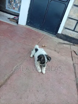 1-3 months Female Purebred Japanese Spitz