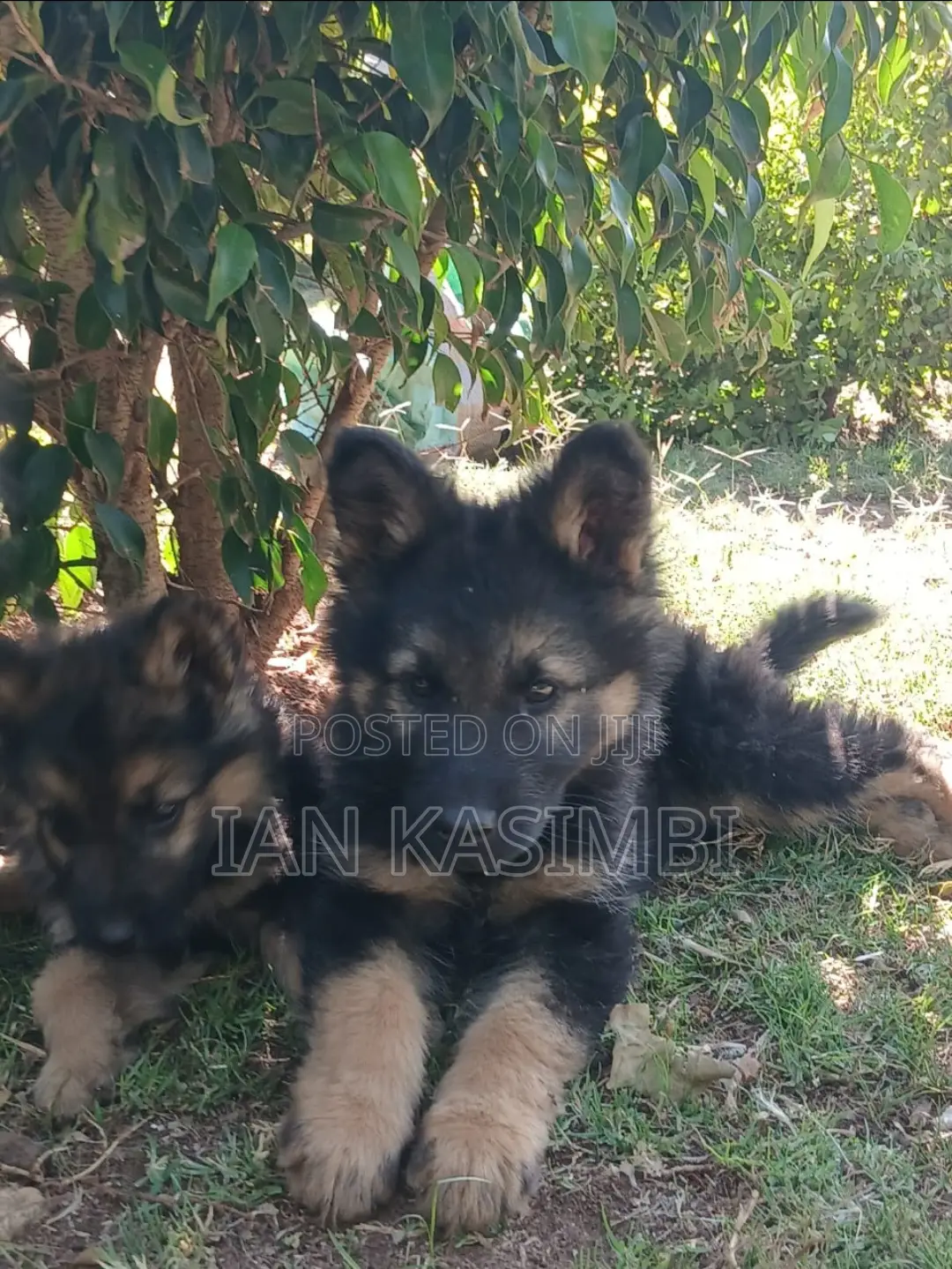 1-3 months Male Purebred German Shepherd