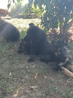 1-3 months Male Purebred German Shepherd