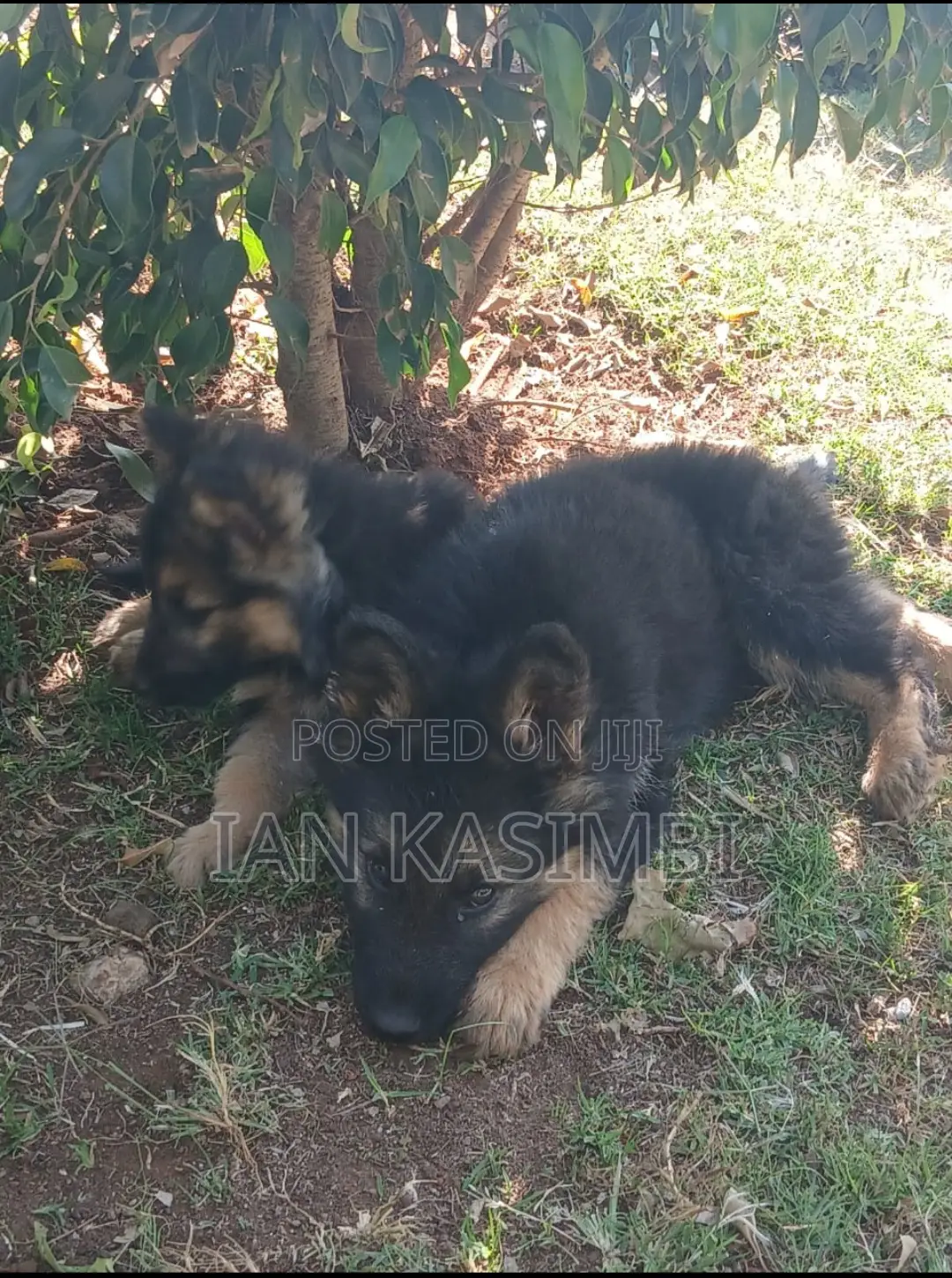 1-3 months Male Purebred German Shepherd