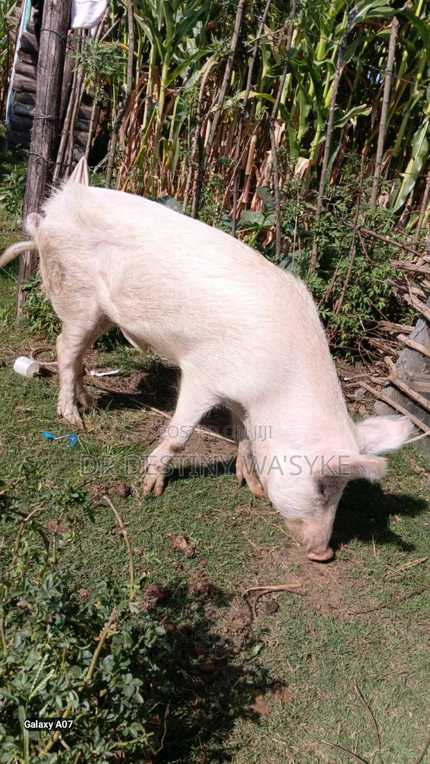 Selling of Pigs