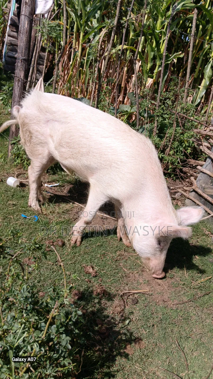 Selling of Pigs