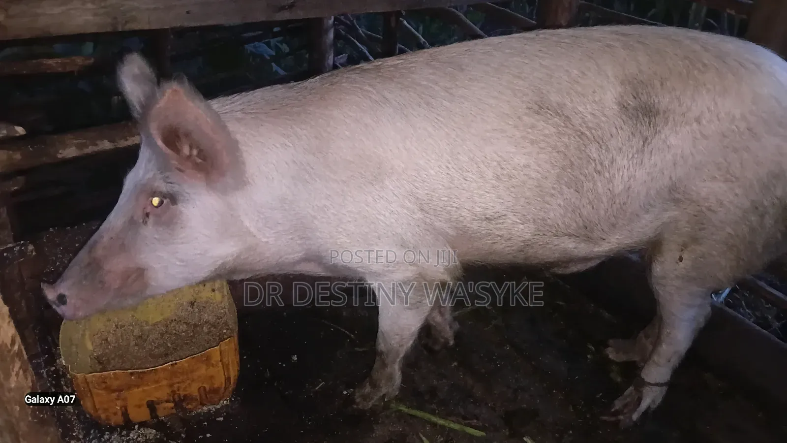 Selling of Pigs