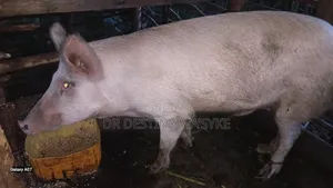 Selling of Pigs