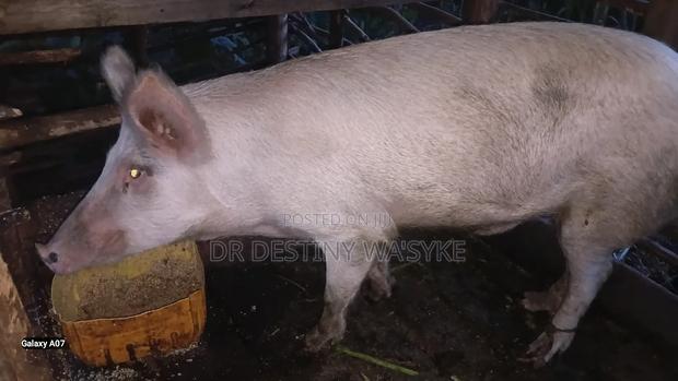 Selling of Pigs - thumbnail 2