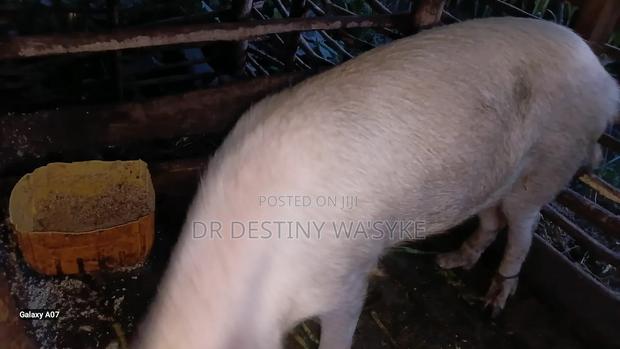 Selling of Pigs - thumbnail 3
