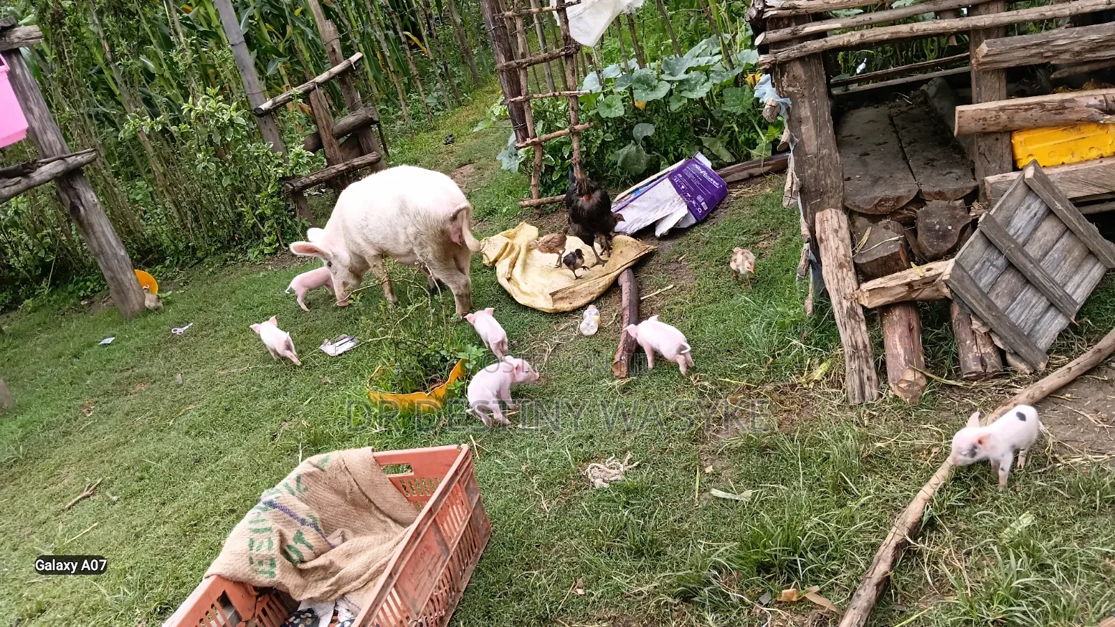 Selling of Pigs