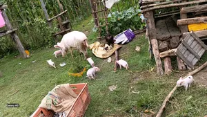 Selling of Pigs