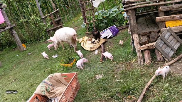 Selling of Pigs - thumbnail 4
