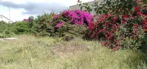 1/4 Acre of Land