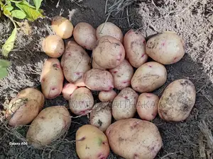 Potatoes. Wiiling to Sell in KGS at Farm Gate