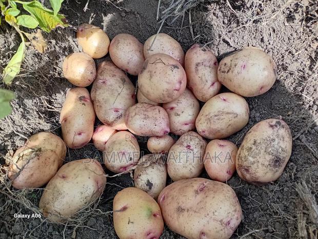 Potatoes. Wiiling to Sell in KGS at Farm Gate