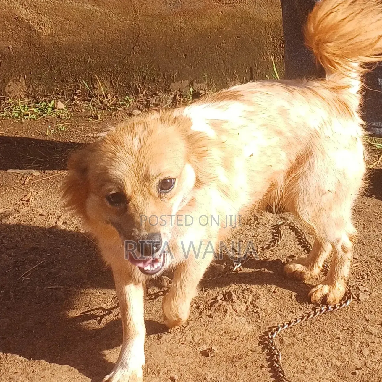 1+ year Female Mixed Breed Japanese Spitz