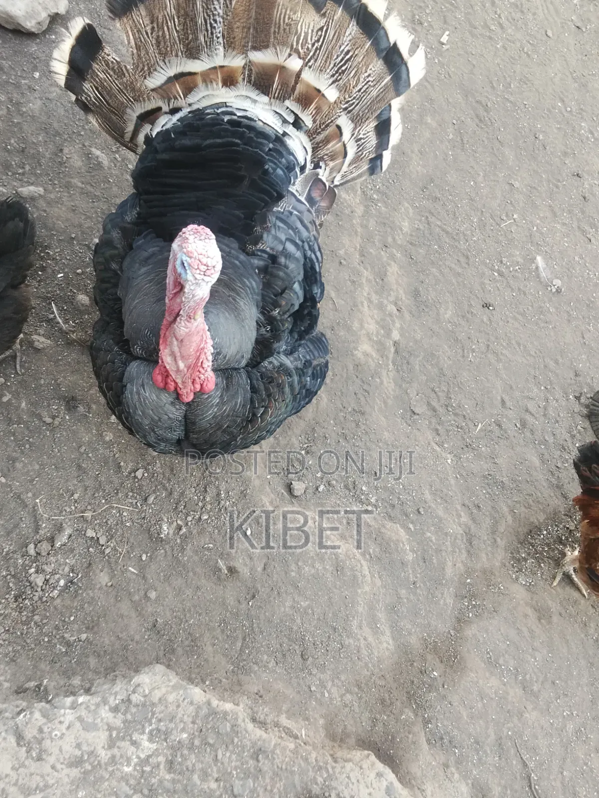 Turkey for Sale