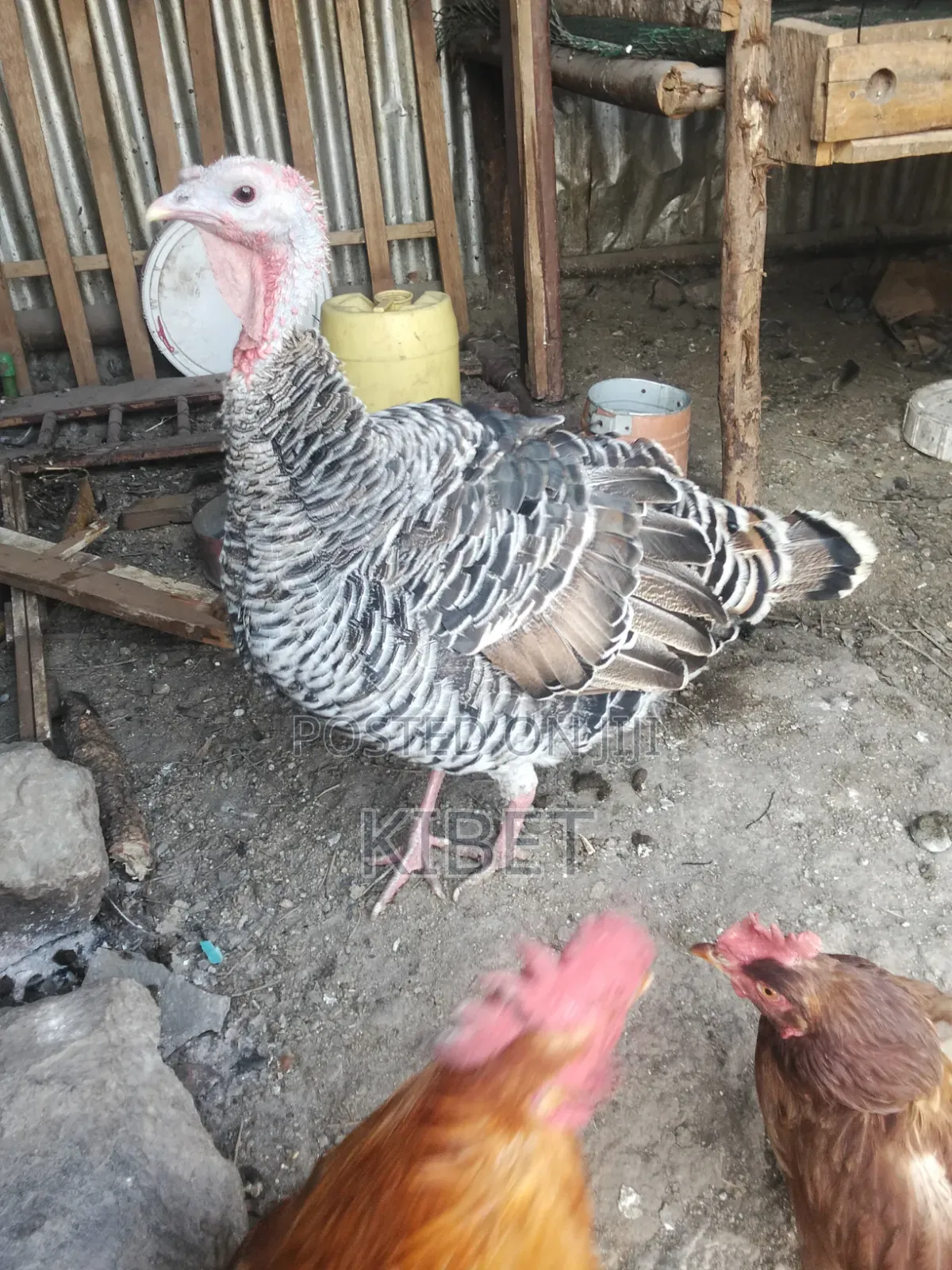 Turkey for Sale