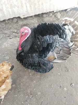 Turkey for Sale