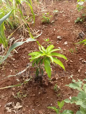 Land For Sale 1/4