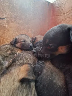 1-3 months Male Purebred Belgian Malinois