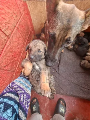 1-3 months Male Purebred Belgian Malinois