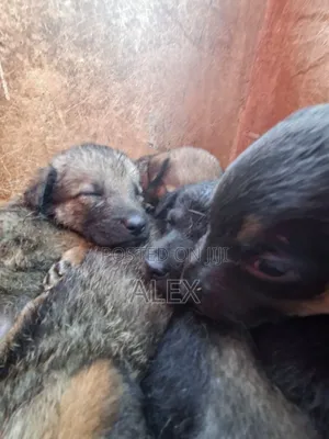 1-3 months Female Purebred Belgian Malinois