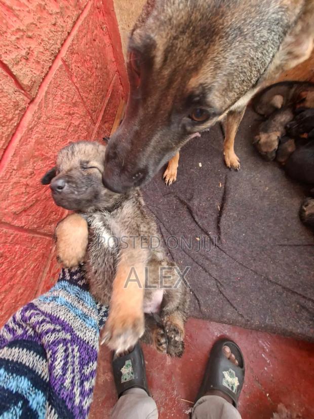 1-3 months Female Purebred Belgian Malinois - thumbnail 2