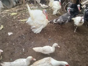 Turkey Birds