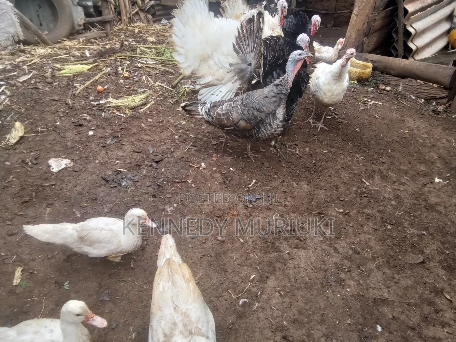 Turkey Birds