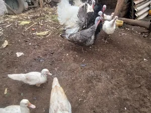 Turkey Birds