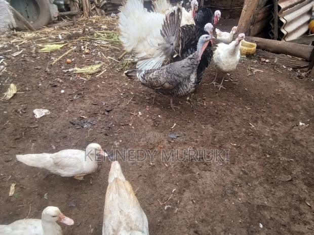 Turkey Birds - thumbnail 3