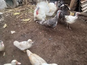 Turkey Birds