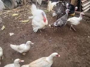 Turkey Birds