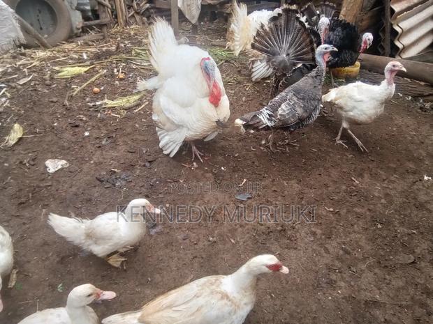 Turkey Birds - thumbnail 5