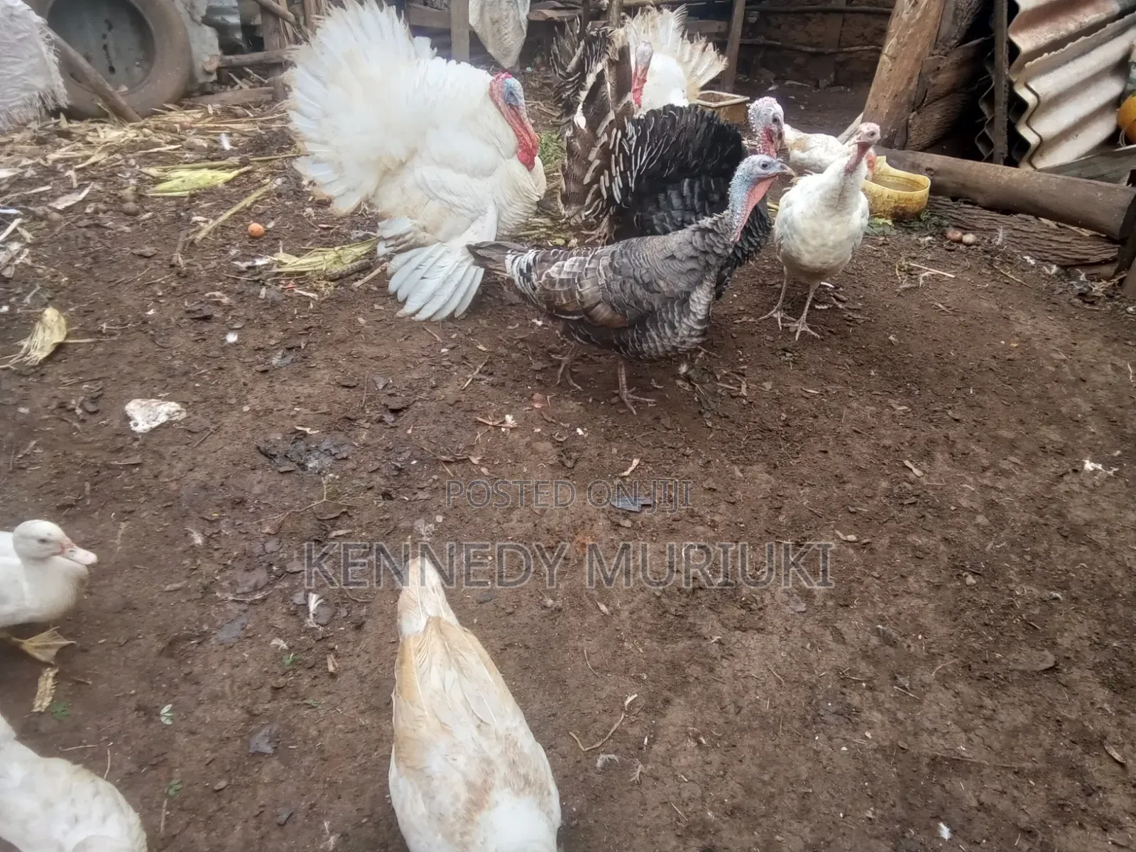 Turkey Birds