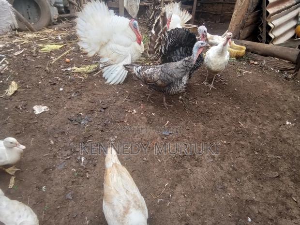 Turkey Birds - thumbnail 6