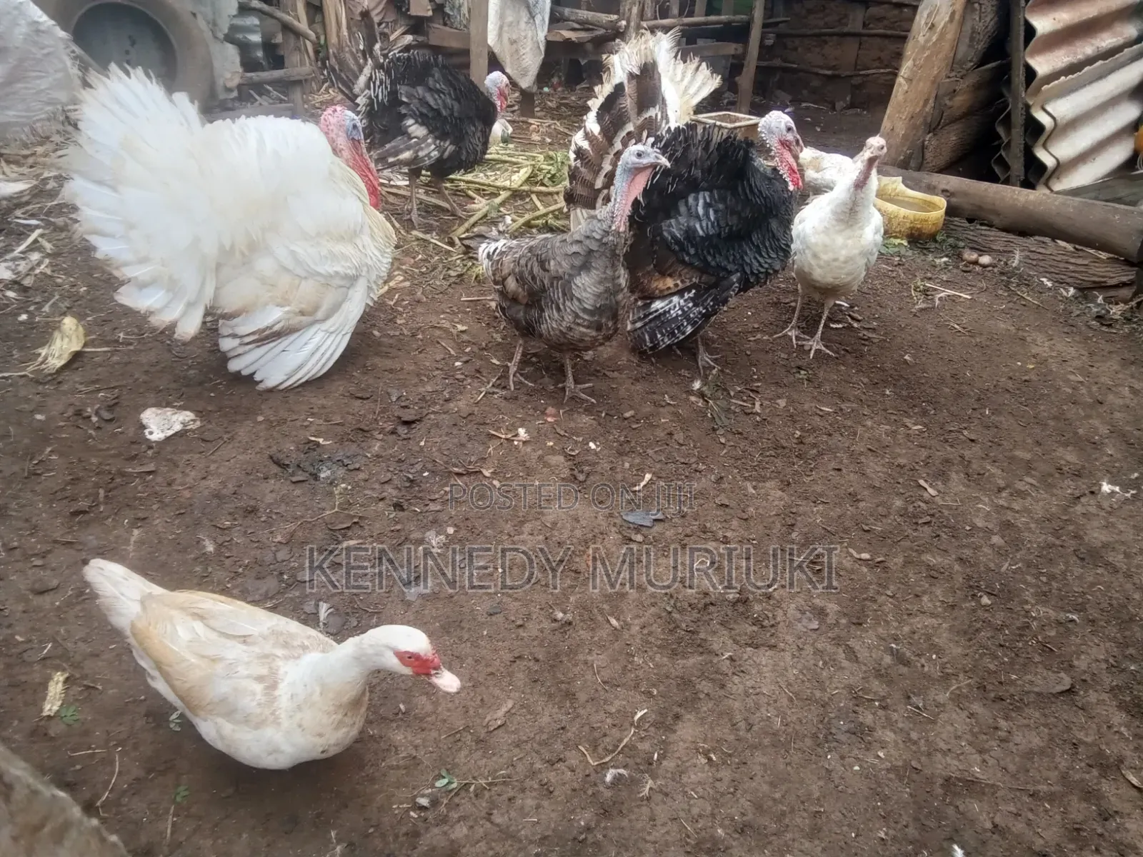 Turkey Birds